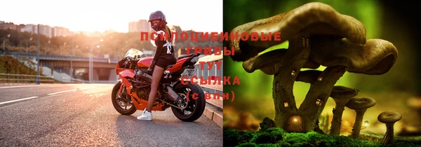 PSILOCYBIN Алзамай